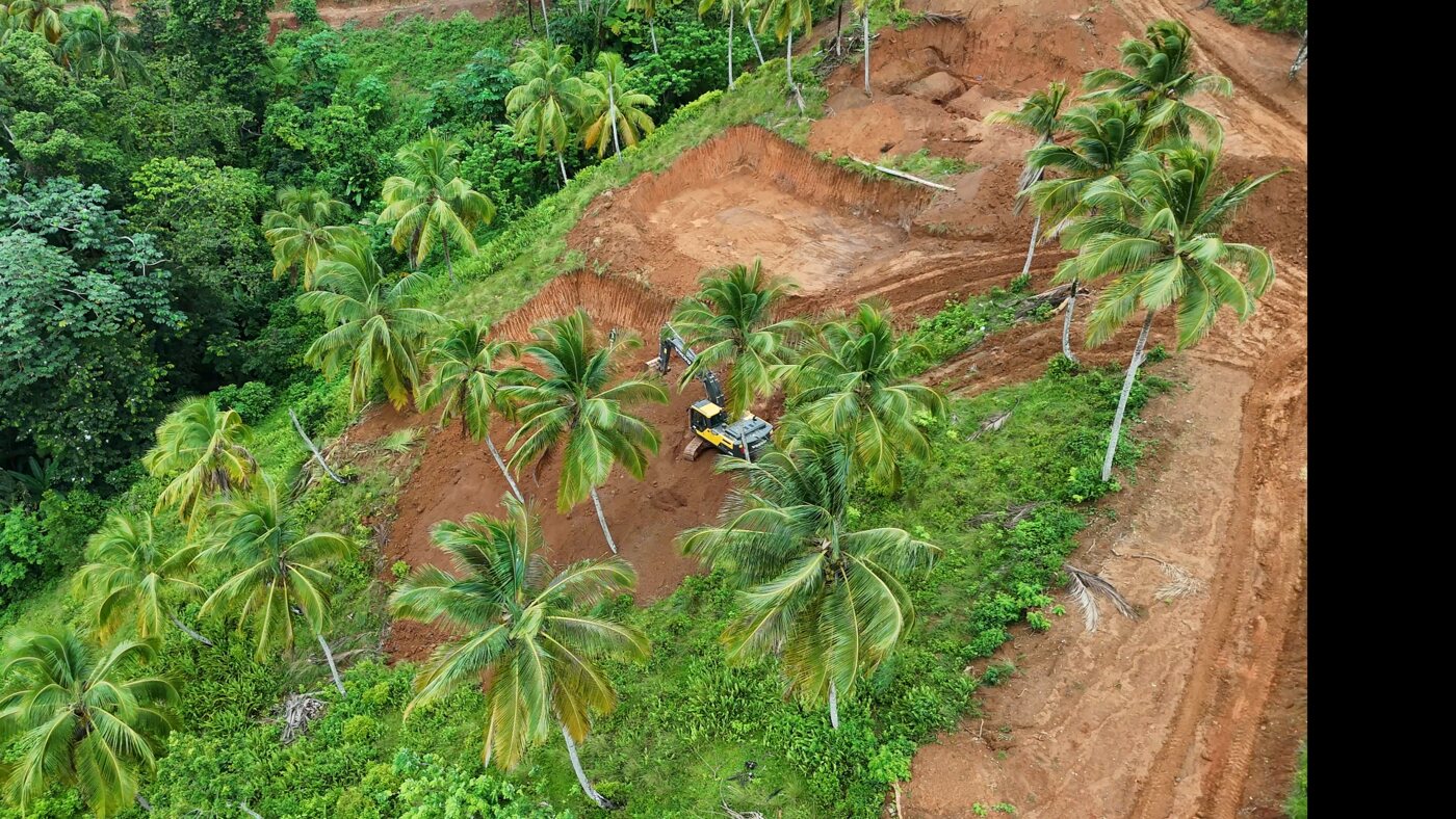 Aerial view of a freshly cut earth road running between mature palm trees with workers on it